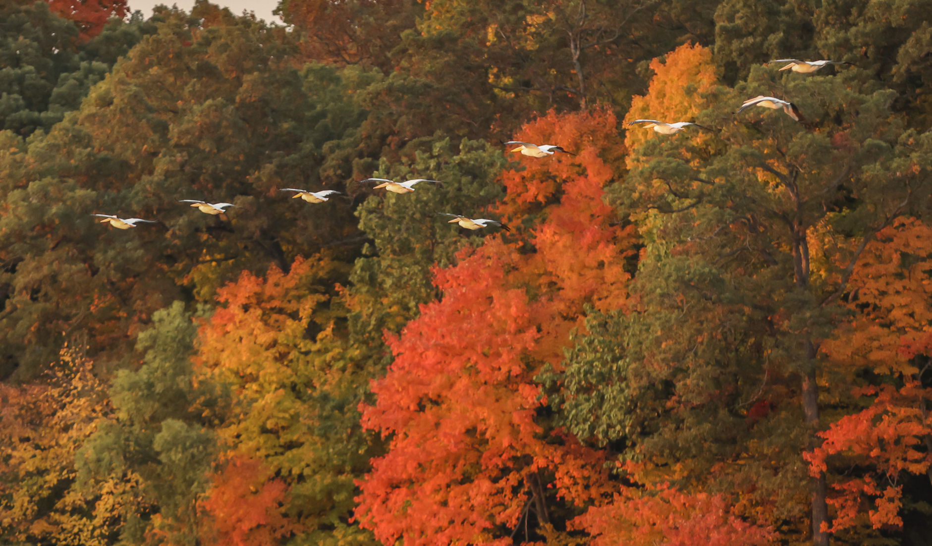 Fall around Lake Decatur 23 10.23.20.JPG